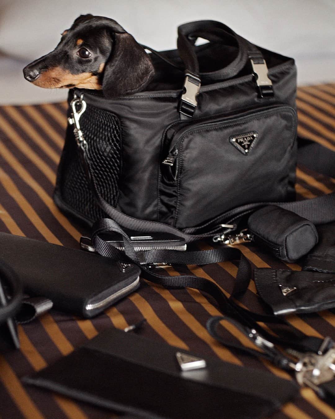 のインスタグラム：「Find #PradaGifts for everyone, including pets, in the #PradaHoliday20 campaign “A Stranger Calls”.  Discover more via link in bio. #Prada」