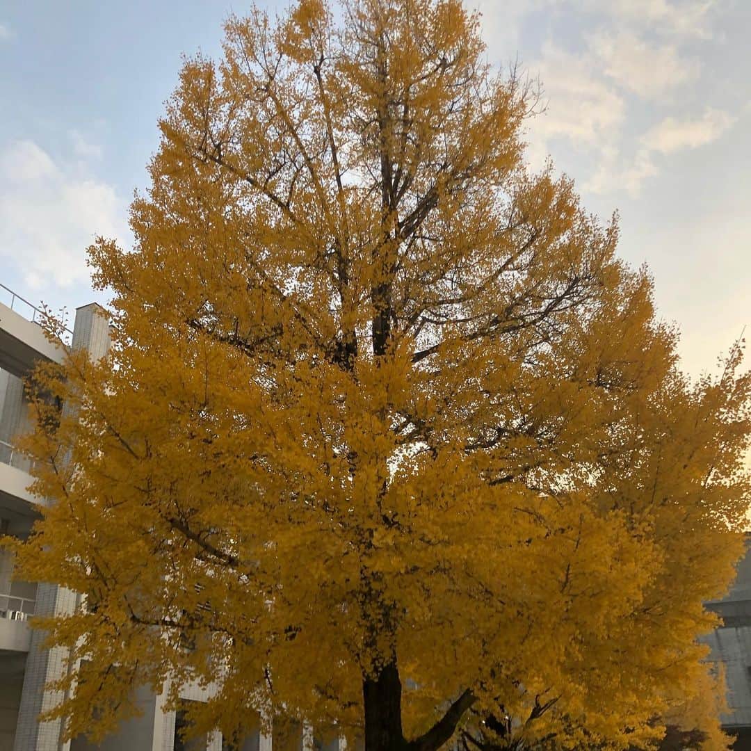 のインスタグラム：「本日は #大阪芸術大学 にて公開収録 キャンパスばり綺麗! 自然に囲まれてる。 キャンプ出来る! そして、 久しぶりの公開収録 with #ヤバイtシャツ屋さん  楽しかった!!  この模様は来週、 11/25水曜のROCK KIDS802で。 #全員母校 #一人違う  #ばんちゃん」