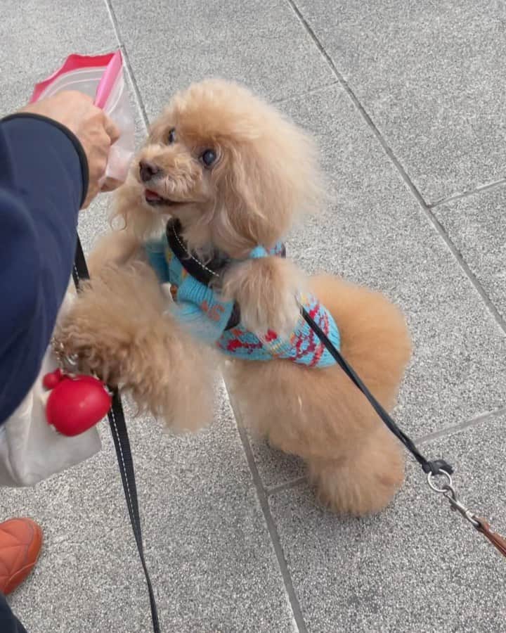 Toypoodle Mikuru?Asakusa Tokyoのインスタグラム：「20201119 Thursday. Good morning! Friends ♥️ . 朝活肉活🍖4連発😆 . 今日も食欲旺盛元気なみきゅるんです😆 この後肉活は6弾まで続いた😅 . #浅草寺 #肉活 #肉欲にまみれて」