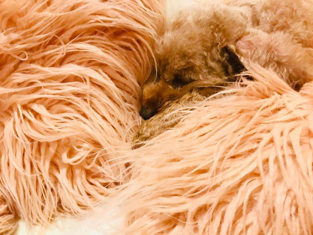 マイケル富岡のインスタグラム：「モコを探せ…クッションか ムートンか モコか…同化中フワモコ♡ #溺愛 #家族 #息子 #ベイビー #フワフワ #モコモコ #フワモコ #マイケル富岡 #俳優 #タレント #ハーフ #愛犬家 #愛犬 #睡魔 #fluffy #whereismoko #actor #actorslife #shooting #sleepy #mybaby #mylove #family #love #youaremyeverything #impactdogcratesmarjun #idcmarjun #blendingintocushions #generalamericanhome」