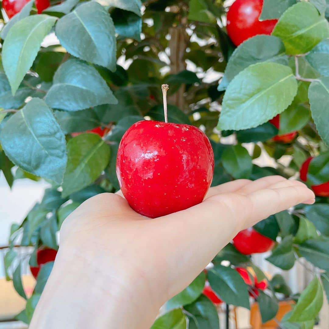 みき みーやんさんのインスタグラム写真 - (みき みーやんInstagram)「手のひらサイズが可愛い姫林檎🍏🍎 . @a_la_ringo  . 神戸に行くとついつい寄ってしまうカフェ❤ 作り物みたいに綺麗やけど もちろんこのリンゴも食べられます🥰🥰💕 . . #あらりんご#alaringo#カフェ巡り#甘いもの#スイーツ巡り#Apple#元町カフェ#三ノ宮グルメ#三ノ宮スイーツ#genic_sweets#林檎#インスタ映えスポット#フォトジェニック#インスタグルメアワード2020#三ノ宮カフェ#インスタ映えスイーツ#りんごちゃん#神戸カフェ#dokoiku#甘党#神戸カフェ#神戸スイーツ#petrel_jp#genic_cafe」11月19日 8時02分 - mi_yan0101