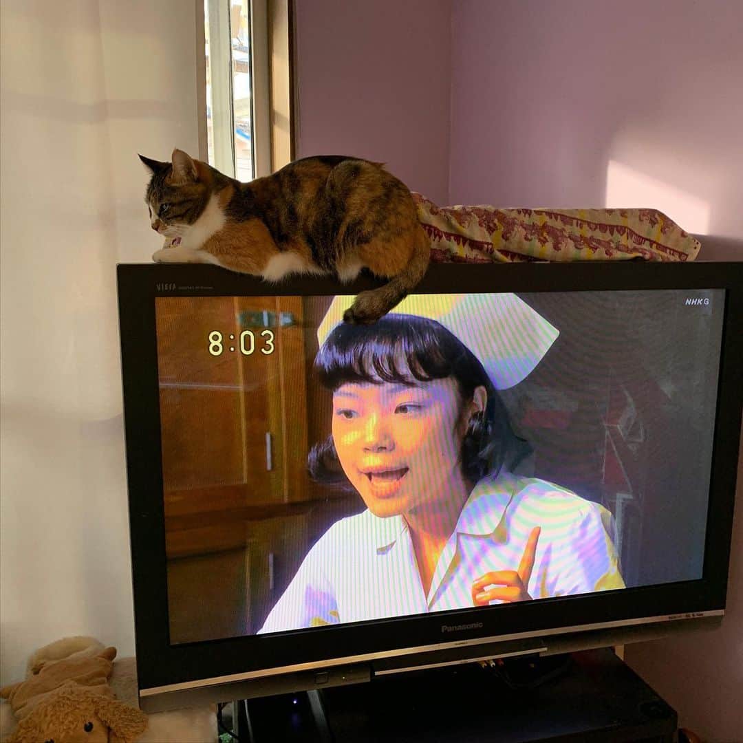 Kachimo Yoshimatsuさんのインスタグラム写真 - (Kachimo YoshimatsuInstagram)「カステラちゃんエールにゃう！ #うちの猫ら #castella #エール #猫 #ねこ #cat #ネコ #catstagram #ネコ部 http://kachimo.exblog.jp」11月19日 8時04分 - kachimo
