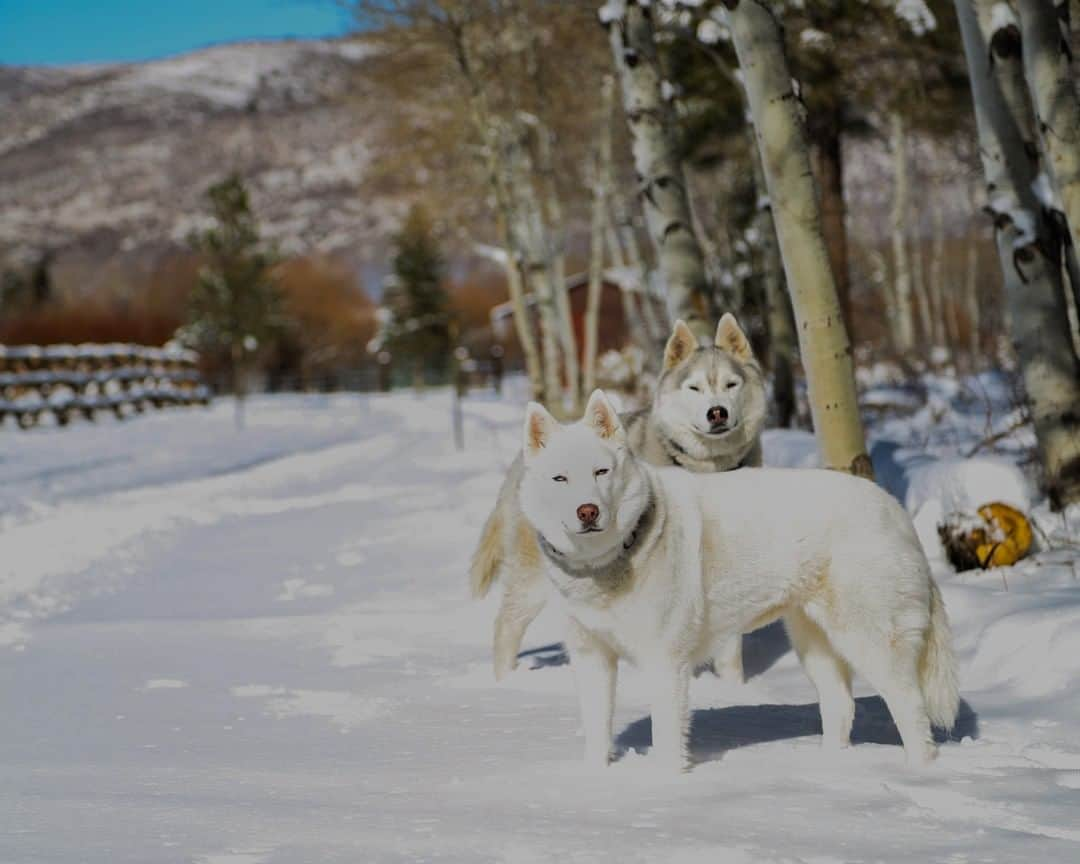 ケン・ブロックさんのインスタグラム写真 - (ケン・ブロックInstagram)「Recent snow storms in our hometown of Park City have made our two fur beasts very happy.  #powderhounds #YukiTheDestroyer #BentleyChickenFingerSBlock」11月19日 3時00分 - kblock43