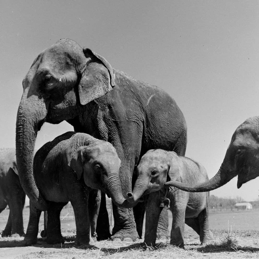 lifeのインスタグラム：「A cozy herd of elephants, 1948. For more of our favorite animal photos from the archives, tap the link in bio. (📷Cornell Capa/LIFE Picture Collection) #wildlifeWednesday #babyelephants #elephantherd」