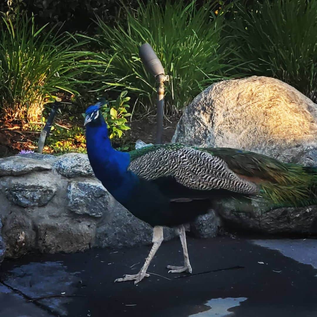 のインスタグラム：「GOOD MORNING wild Peacock 🦚🦚🦚#PEACOCKS #peacock #peacocksrule #peacockempire #ilovepeacocks #peacocktime #peacockmagic #shadowhills #THANKYOU #peafowls #peacockdaddy #peacocksquad #wildpeacocks 🦚🦚🦚🦚🦚🦚🦚🦚🦚🦚🦚🦚🦚🦚🦚🦚🦚I love their fancy head Mohawk.」