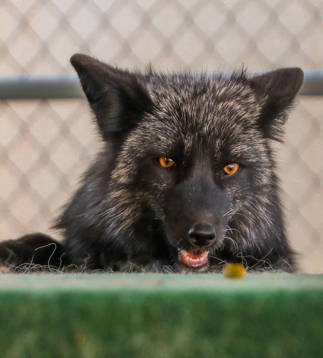 Rylaiさんのインスタグラム写真 - (RylaiInstagram)「Welcome to America Dmitriy!!  . Dmitriy is 3 of the 9 Russian Babies we are bringing from our Panda and Her Pals Project!  . It should be easy for everyone to guess that he is a silver color, red fox! One of the natural colors you would find in the wild.... except this boy has a very special mutation, called the “Super” star mutation 💫 We added the Super, as he is super special. Dmitriy is definitely the verbal one of the three!!! Yikes!! He is constantly telling Yuri and Vlad what they need to be doing and where.... I think he is gonna be a bit bossy!!! He is the oldest of the three! Hahhaa!!  . Dmitriy is very sweet and comes towards us wagging his tail and being super gentle. All three of them can easily be picked up and cuddled! But this boy has the cutest white spot on his head, chest and foot!!  . I suspect he will be a gentle soul.  . . 📸 @anabeldflux  . . #dmitriy #dima #foxes #silverfox #fancy #star #superstar #lovefoxes #foxesofig #foxesofinstagram #animals #animalsofinstagram #photography #animal #animallovers #furfree #ppp #panda #conservation #animalwelfare #russiandomesticatedfox #sandiego #socal」11月19日 3時29分 - jabcecc