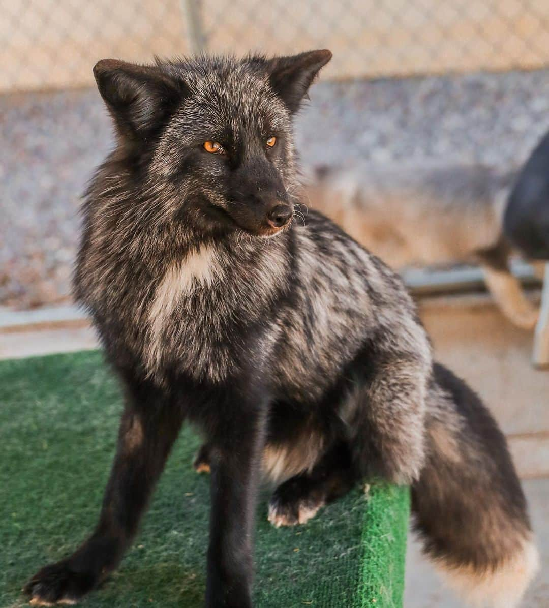 Rylaiさんのインスタグラム写真 - (RylaiInstagram)「Welcome to America Dmitriy!!  . Dmitriy is 3 of the 9 Russian Babies we are bringing from our Panda and Her Pals Project!  . It should be easy for everyone to guess that he is a silver color, red fox! One of the natural colors you would find in the wild.... except this boy has a very special mutation, called the “Super” star mutation 💫 We added the Super, as he is super special. Dmitriy is definitely the verbal one of the three!!! Yikes!! He is constantly telling Yuri and Vlad what they need to be doing and where.... I think he is gonna be a bit bossy!!! He is the oldest of the three! Hahhaa!!  . Dmitriy is very sweet and comes towards us wagging his tail and being super gentle. All three of them can easily be picked up and cuddled! But this boy has the cutest white spot on his head, chest and foot!!  . I suspect he will be a gentle soul.  . . 📸 @anabeldflux  . . #dmitriy #dima #foxes #silverfox #fancy #star #superstar #lovefoxes #foxesofig #foxesofinstagram #animals #animalsofinstagram #photography #animal #animallovers #furfree #ppp #panda #conservation #animalwelfare #russiandomesticatedfox #sandiego #socal」11月19日 3時29分 - jabcecc