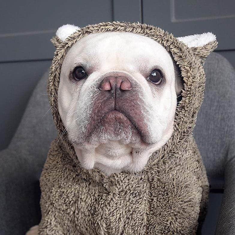 French Bulldogさんのインスタグラム写真 - (French BulldogInstagram)「Koala Fleece Dog Hoodie 🐨🐨🐨 Exclusive in @frenchie.world shop 🛍🛍🛍 👉 LINK IN BIO 🔝 . . . . . #frenchie #frenchies #französischebulldogge #frenchbulldog #frenchbulldogs #dog #dogsofinstagram #frenchieworld #bully #bulldog #bulldogfrances #フレンチブルドッグ #フレンチブルドッグ #フレブル #ワンコ #frenchiesgram #frenchbulldogsofinstagram #ilovemyfrenchie #batpig #buhi #squishyfacecrewbulldog」11月19日 3時54分 - frenchie.world