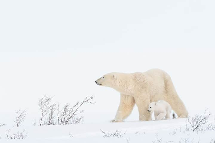 National Geographic Travelさんのインスタグラム写真 - (National Geographic TravelInstagram)「Photo by @daisygilardini / A mother bear, just emerged from a maternity den, leads her newborn toward the frozen pack ice of Hudson Bay in Manitoba, Canada. Due to its geographical position, Hudson Bay freezes earlier in the year than any other comparable area of water in the Arctic Ocean. Polar bears that have fasted for most of the summer are eager to start hunting seals on newly formed pack ice. Pregnant mothers will stay on land to find a den in which to give birth to their cubs. They will emerge from their dens in late winter to venture onto the ice with their newborns and teach their cubs how to hunt and survive in the Arctic.  Wapusk means “white bear” in the local Cree language. Wapusk National Park, established in 1996, encompasses 11,475 square kilometers (4,430 square miles) and extends around Hudson Bay through a transitional region of boreal forest and subarctic tundra. One of the largest concentrations of the world’s remaining polar bears congregates around the small town of Churchill every fall.  Follow me @DaisyGilardini for more images and stories behind the scenes. #polarbear #climatechange #Canada #wapusknationalpark #manitoba」11月19日 4時36分 - natgeotravel