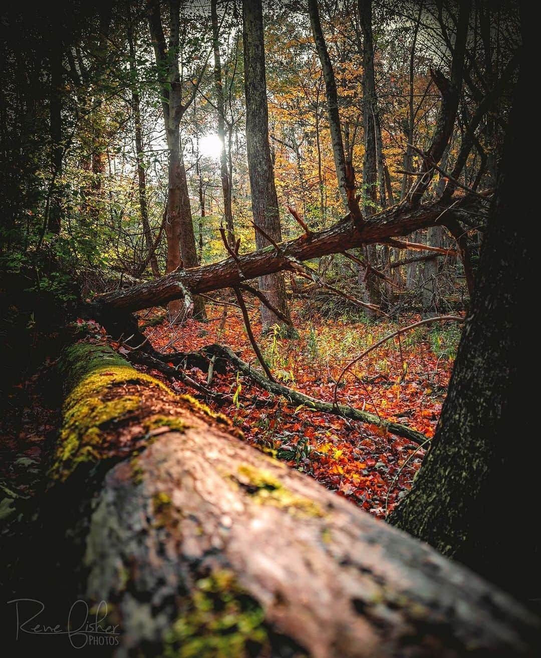 Ricoh Imagingさんのインスタグラム写真 - (Ricoh ImagingInstagram)「Posted @withregram • @renefisher_photography Another GRII Shot in the forest. :)⁠ .⁠ .⁠ .⁠ .⁠ .⁠ #visual_heaven #landscapephoto #landscape_lover #natgeoadventure #master_gallery⁠ #majestic_earth #landscapelover #landscapehunter #natgeoyourshot #naturelover_gr #splendid_earth #earth_portraits #beautyofnature  #nakedplanet #roamtheplanet #fantastic_earth #GR3 #GRIII⁠ #pentaxian #richohimaging #shootpentax #pentax⁠」11月19日 5時41分 - ricohpentax