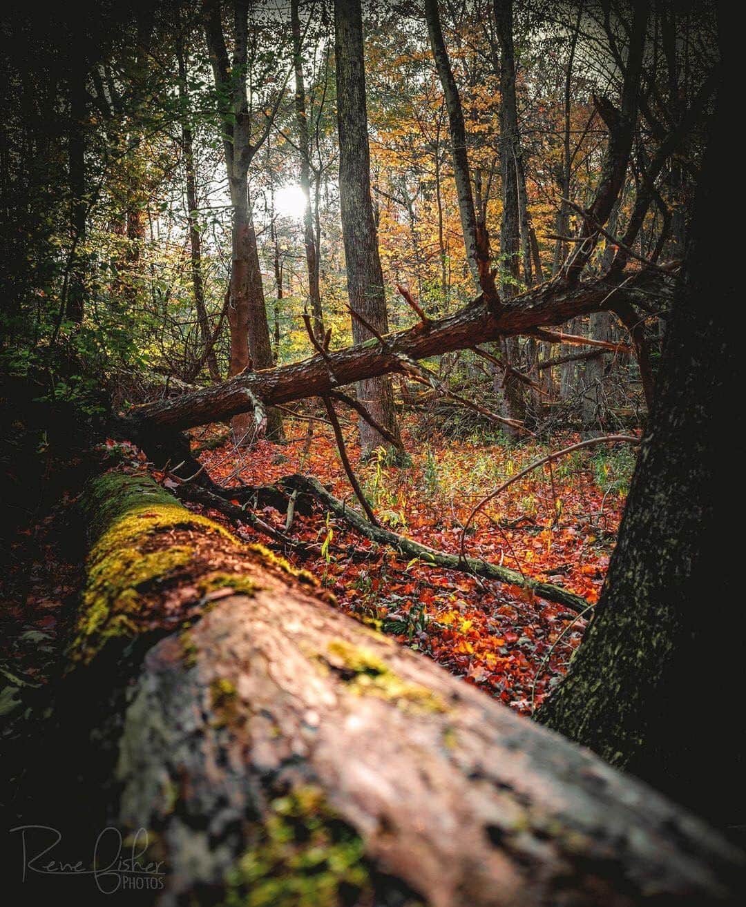 Ricoh Imagingのインスタグラム：「Our #teampentax fan Rene Fisher loves to take her Ricoh GRIII on walks in the forest.」