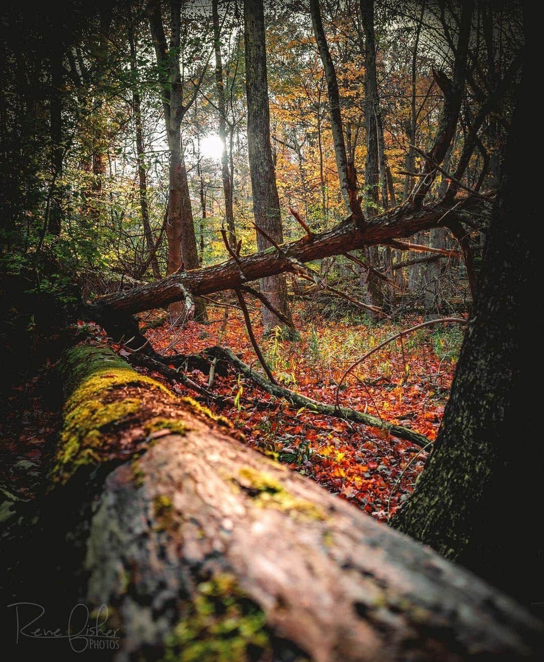 Ricoh Imagingさんのインスタグラム写真 - (Ricoh ImagingInstagram)「Our #teampentax fan Rene Fisher loves to take her Ricoh GRIII on walks in the forest.」11月19日 5時43分 - ricohpentax