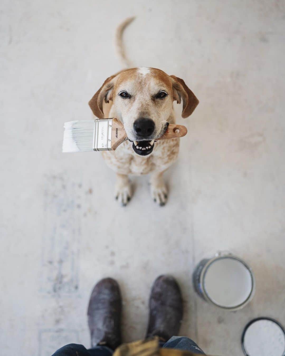マディのインスタグラム：「Best helper ✨」