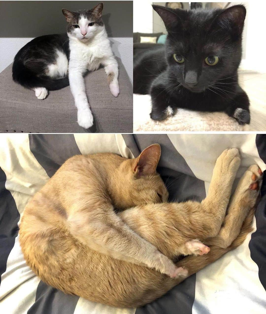 City the Kittyさんのインスタグラム写真 - (City the KittyInstagram)「We need your help if you can. ❤ These 3 cats were declawed at an American Animal Hospital Association (AAHA) hospital after the vets talked the cat owners OUT of the humane alternatives. The cats suffered horrific complications and had to have most of their paws amputated.😿😿😿  We MUST be able to shine light on how the American veterinary profession and organizations address declawing.  #factsmatter  AAHA.org sicced their lawyers on us and forced us to take down lots of their declawing information. 😾😾😾😾😾😾 We are going to fight this and need your help for a legal defense fund. Every little bit helps.  We must not be silenced or censored. We are the voice for the voiceless cats and if we must be able to shine light on the truth and facts! Our fundraiser is on my Facebook page or you can go to citythekitty.org and make a tax deductible donation . Please put City the Kitty vs AAHA in the notes section. ❤️  It’s a David vs Goliath fight but we believe in right over wrong and will always fight the good fight for all the innocent cats. 🐈  Thank you to all of you for your support and help for this important cause to protect cats from this barbaric cat cruelty. #Cats #Cat #Catlovers #Catpeople #CatsofInstagram #CatsOfTheWorld #FightTheGoodFight #Rightoverwrong #Goodoverevil #stopdeclawing #declawing is #AnimalCruelty #aahaaccredited #citythekitty」11月19日 5時51分 - citythekitty