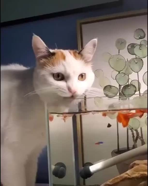 Aww Clubのインスタグラム