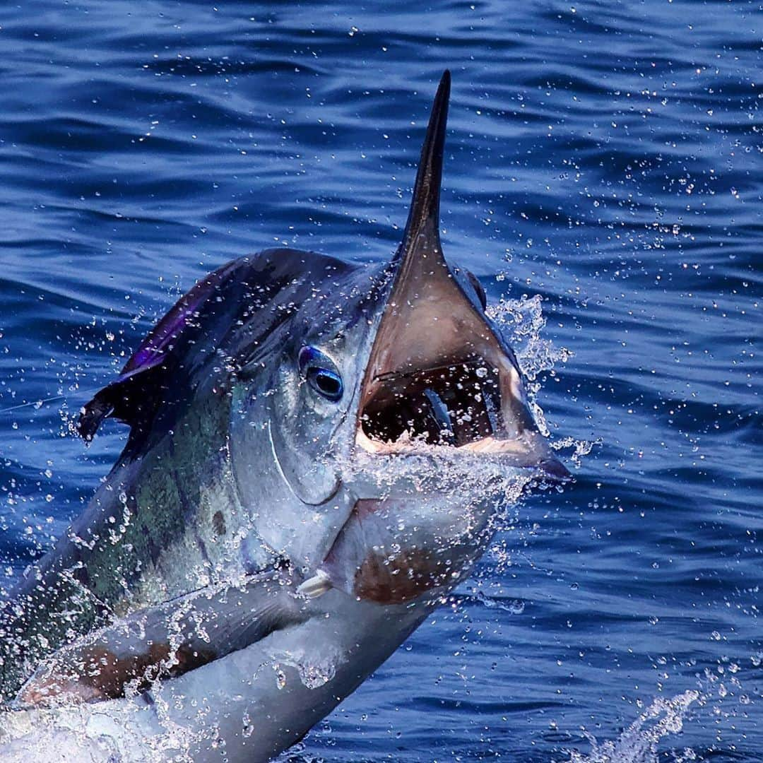 シマノ｜Fishingさんのインスタグラム写真 - (シマノ｜FishingInstagram)「Bringing meaning to "success is measured in inches." Anxiety reaches an all-time high when battling a fish that's barely hooked.  #FishShimano #OffshoreFishing #Marlin  📸: @teamseafix」11月19日 6時00分 - fish_shimano_north_america