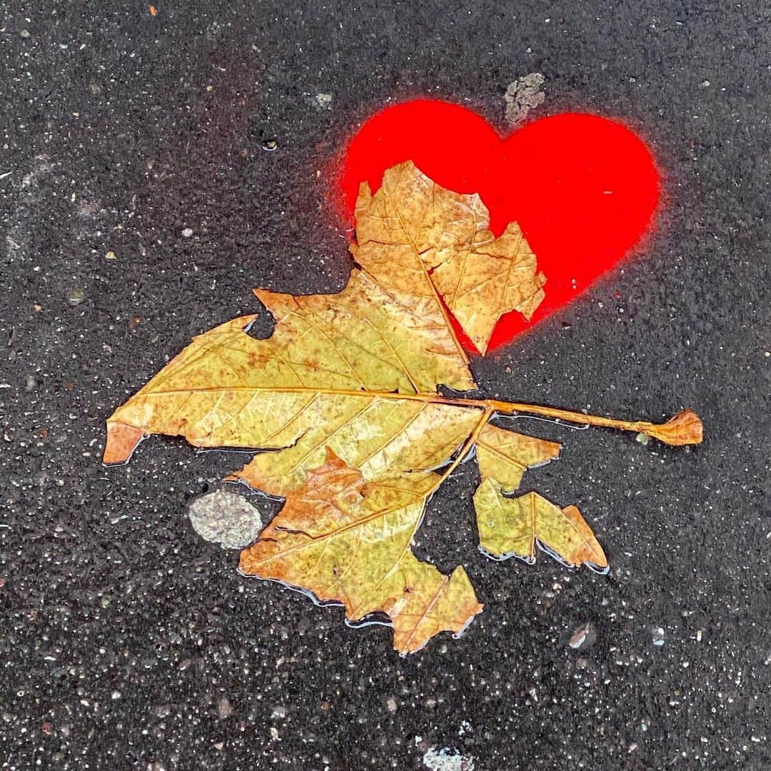 JULIEN D'YSさんのインスタグラム写真 - (JULIEN D'YSInstagram)「🍁Pour Azzedine toujours 🍂🍂#november18.2020🍂🍂 #automne 🍁🍁🍁🍂🍂🍂#lemarais❤️❤️❤️❤️❤️❤️❤️❤️❤️❤️❤️❤️❤️❤️」11月19日 6時01分 - juliendys