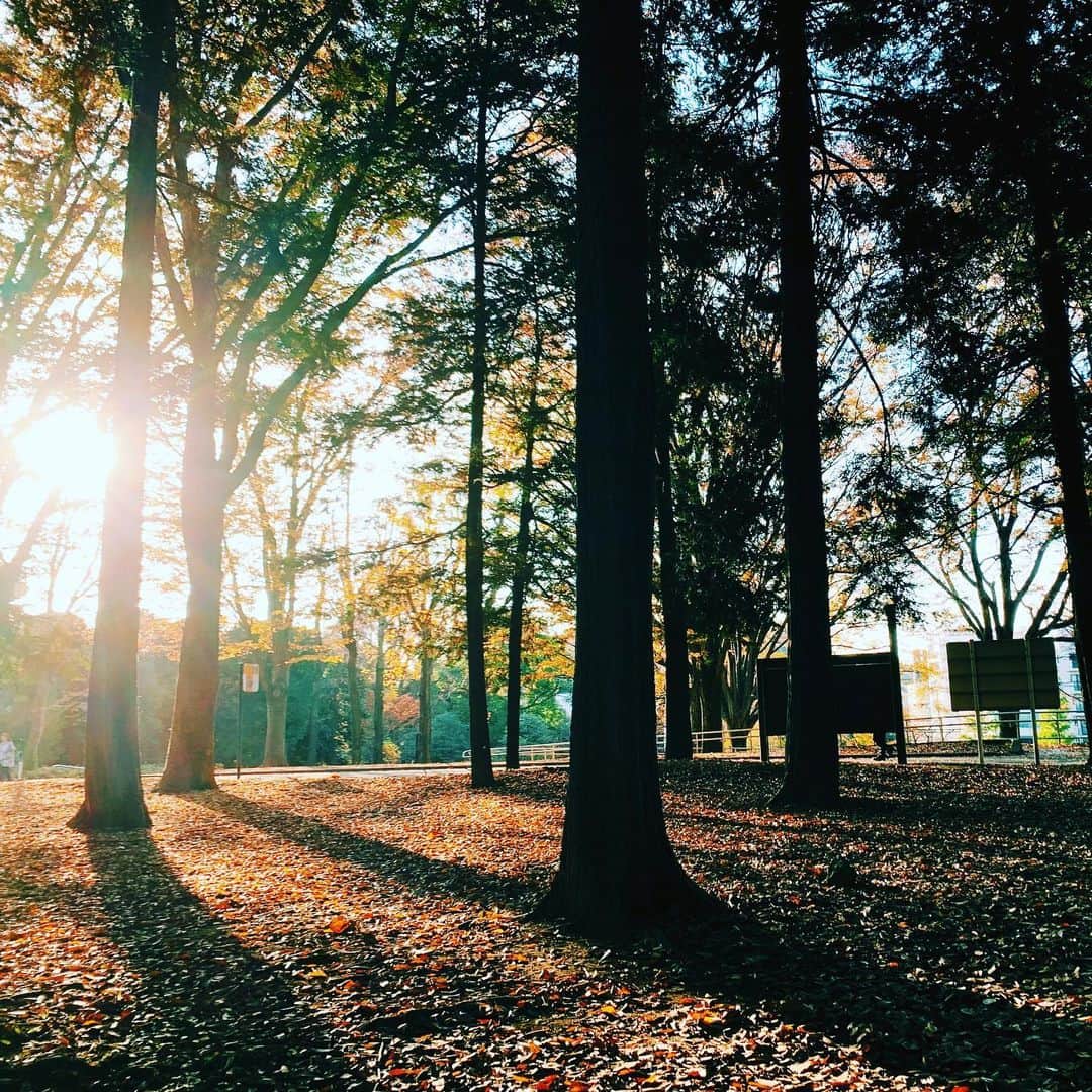 安田美沙子さんのインスタグラム写真 - (安田美沙子Instagram)「スクール終わりに、息子と約束してた代々木公園へ🍁 秋が沢山で癒されました。 スマホだけど、秋の木漏れ日が美しくて、感動しました。 . . . 息子の体力を消費すると共に、私も癒されつつ、弟にも素敵な景色を。。。 . . . 19:30のインスタライブ、子供達が賑やかかもしれませんが、楽しみにしとります🤍 . . #カメラマンは息子」11月19日 17時18分 - yasuda_misako