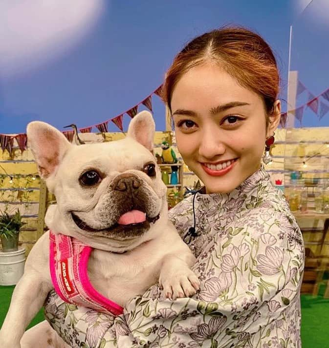 テレビ東京「どうぶつピース‼︎」のインスタグラム：「本日11月19日夜６時２５分からはどうぶつピース!!🐶✨ 谷まりあさんがスタジオに遊びに来てくれました😘   「スマホのペット動画見せてくださいSP」 みなさんのスマホに入っているペット動画、見せてくださ〜い！！！ ペット自慢のお宝動画を見せてもらう大人気企画❗️ 今夜も飼い主さんが激写した、激カワ動画が大連発📸 我が子が見せる癒しのショットに、飼い主さんメロメロ😍💓 取材していると‥ネコが集まるお寺があるという！？ そのお寺を訪ねると、ここにもあそこにもネコだらけ😻 一体、何匹いるんだ？？？ さらに取材をしていると‥スタンダードプードルの大家族に遭遇🐕 自宅にお邪魔すると‥驚きの光景が！？   「世界の救出劇SP」 世界で実際にあった動物たちの救出劇を一挙放送❣️ ブラジルでは、クジラが身動きできず、海に帰れない💦 タンザニアでは、象が穴から抜け出せない‥ さらに怪我をして動けない飼い主を救った愛犬の予想外の行動とは？？？ 世界の九死に一生❗️大救出作戦始動🐩🐈🐘   番組ではペットの動画と写真の投稿をお待ちしております。 皆さん、自慢のペットをテレビデビューさせちゃいましょう📺   詳しくは番組ホームページをcheck✔️       #どうぶつピース #ぴーす君 #テレビ東京 #tvtokyo #オードリー #若林正恭 #春日俊彰 #大政絢 #谷まりあ #犬 #dog #わんこ #猫 #cat #ニャンコ #動物 #どうぶつ #animal #赤ちゃん #かわいい #instadog #犬のいる暮らし #動物好きな人と繋がりたい #救出劇」