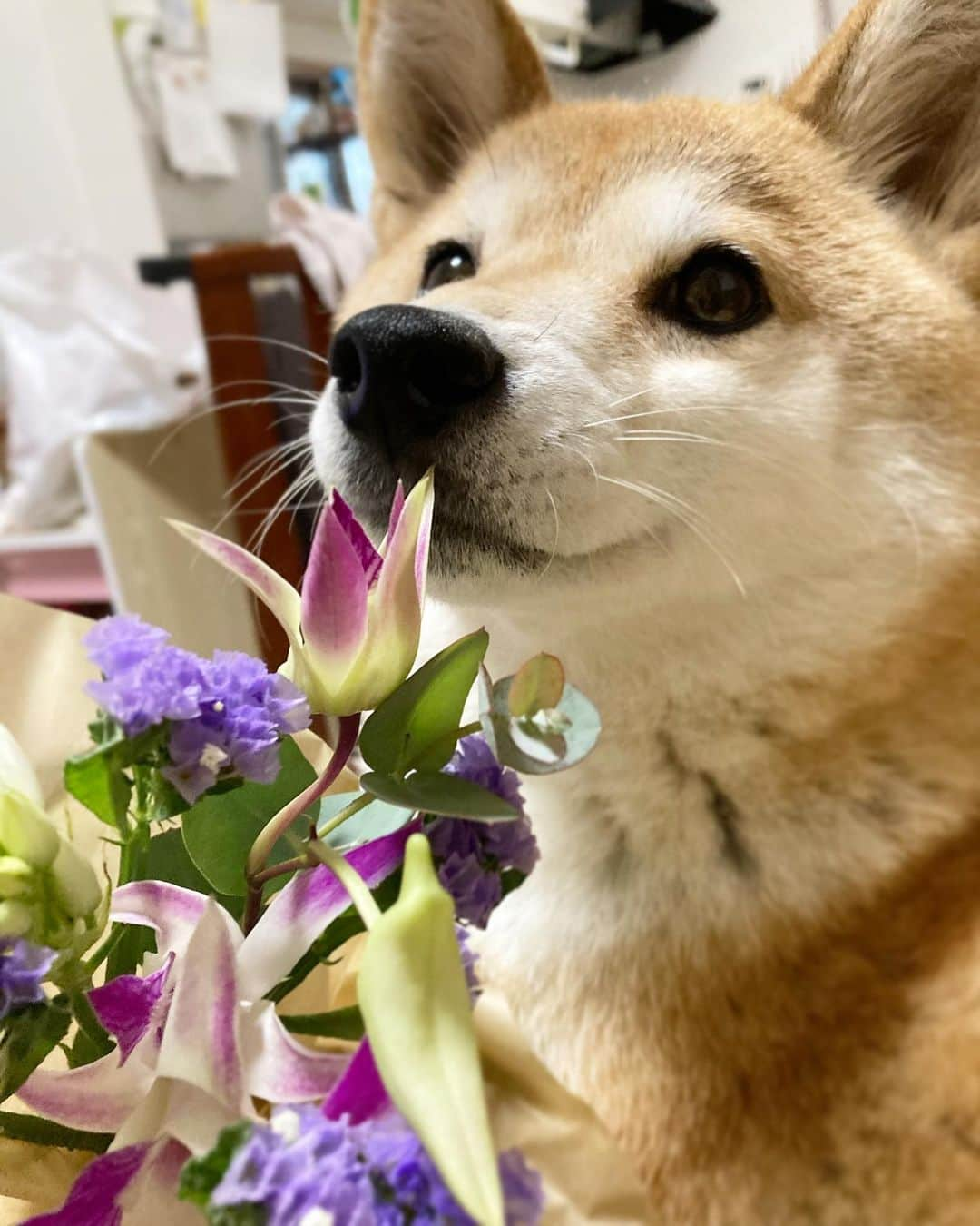 ゆもこさんのインスタグラム写真 - (ゆもこInstagram)「【#PR です】 「くんくん！お花のいー匂いするね！」 今月も @bloomeelife さんから可愛いお花が届きました💐 秋らしい落ち着いた色合いです♫ お花を見ると部屋の中でも季節を感じる事ができます☺️ チビちゃんもお花が好きなので、届くたびにコレは何？とお花に興味津々🌷🌼 教えてもほとんど「ひまわり」「ちゅーりっぷ」になりますけど😂 気になるな〜と思った方！初回無料で試せるクーポンがありますので、ぜひ✨ #bloomeelife #ブルーミーライフ #花サブスク ■クーポンコード：yumohiyo ■有効期限：2020年11月30日 ※ ※ ※ #dogsofinstagram #日本犬 #柴犬 #柴 #赤柴 #shiba #犬バカ部 #ふわもこ部 #柴犬マニア #しば #shibadog #sibainu #ひより日和 #柴女子 #shibagram #shibastagram #いぬら部 #柴犬ひより」11月19日 17時10分 - yumohiyo