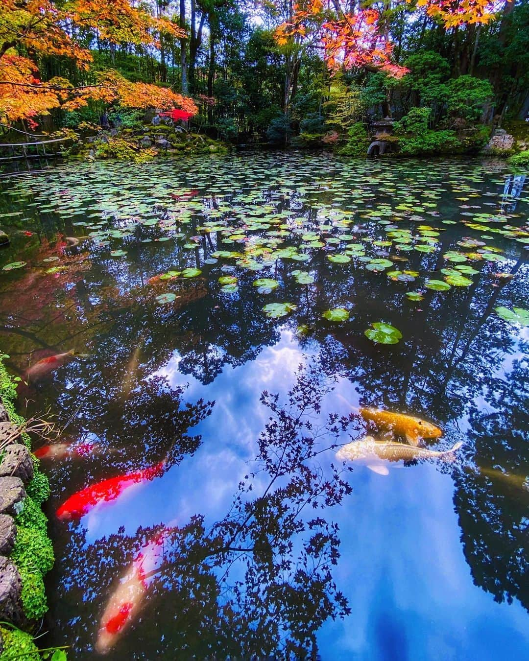 hama_aki_pppさんのインスタグラム写真 - (hama_aki_pppInstagram)「京都市左京区#南禅寺  Location Kyoto Japan  　 2020.11.12 　  #神社仏閣　 #寺社仏閣  #美しい日本　 #日本庭園  #そうだ京都行こう　 #koifish  #top_favorite_shots  #inspring_shot #beautiful_kansai #ig_autumn  #japanesetemple  #japanesegarden  #loves_united_japan  #special_spot_  #japanese_gardens  #otonatabi_japan  #be_one_natura #sorakataphoto  #ig_color  #ig_shotz  #autumn_colors  #phx_flowers  #ig_myshots  #hello_worldpics  #travelingsavant  #bestpicturesgallery  #whimlife  #天授庵」11月19日 17時11分 - hama_aki_ppp