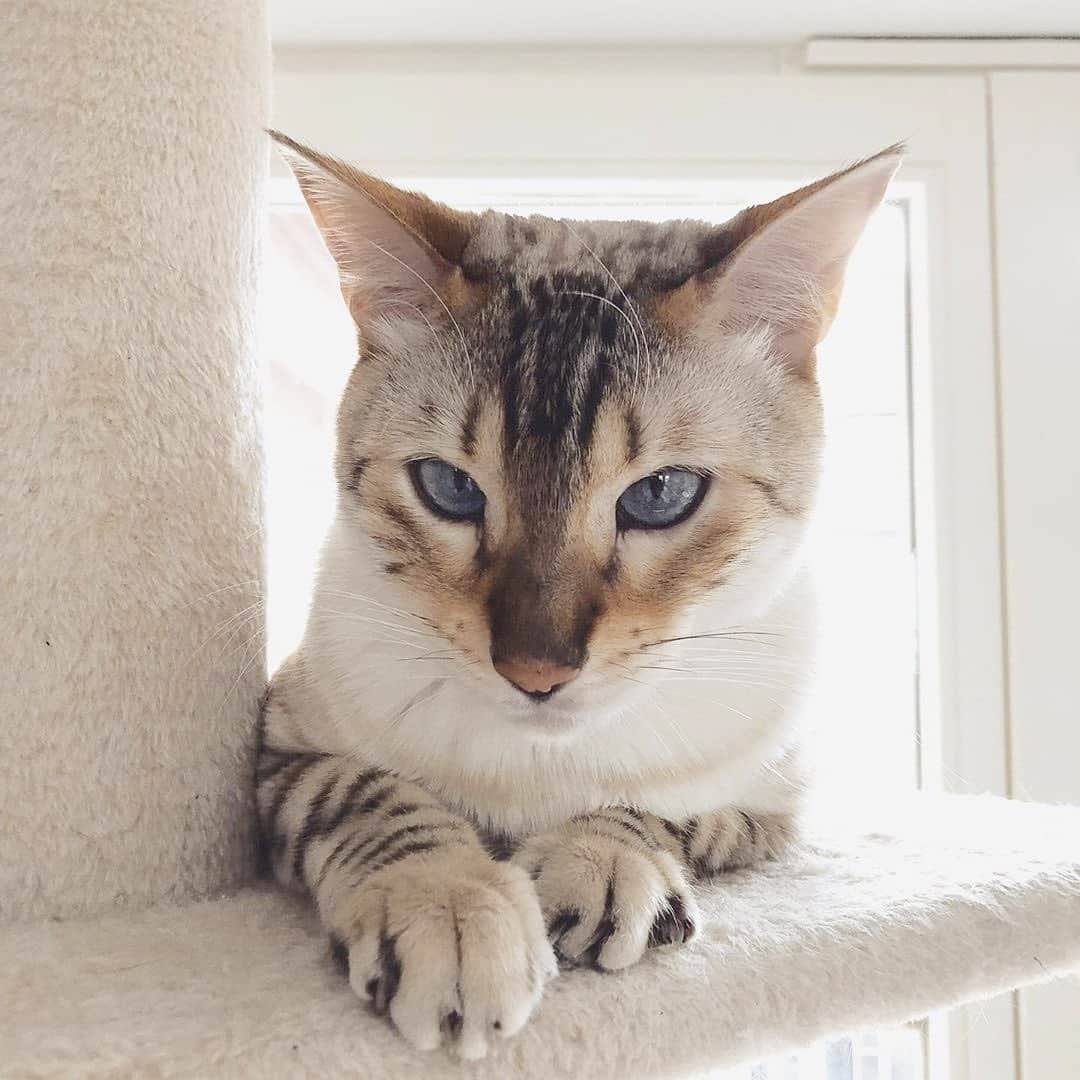 CatStockerさんのインスタグラム写真 - (CatStockerInstagram)「Hello! #catstocker is here! Follow our FURRriend @ariabengal Swipe for more pictures 👉 . . . . . #cat #neko #mačka #chat #kočka #котка #kotek #kot #кіт #mače #кошка #кот #katze #gato #gatto  #子猫 #kattunge #猫 #고양이 #貓 #kedi #köttur #kissanpentu #חתול #кішка #子猫 #고양이새끼 #kitty #cats」11月19日 16時27分 - catstocker