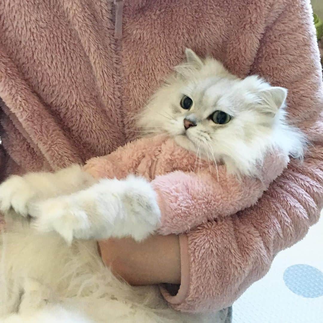 후추네큰언니のインスタグラム：「잊을만 할 때 쯤 한 번 올려주는 플리스 후추 ㅋㅋㅋㅋㅋㅋㅋ  낼부터 또 추워진대요 🤗❤️  #TBT #후추  #고양이  #냥스타그램 #캣스타그램  #Hoochu #Hoochuthecat #cat #cats #catstagram #catsofinstagram #topcatphoto #bestmeow #ilovecat #cute #fluffy #petstagram #instacats」