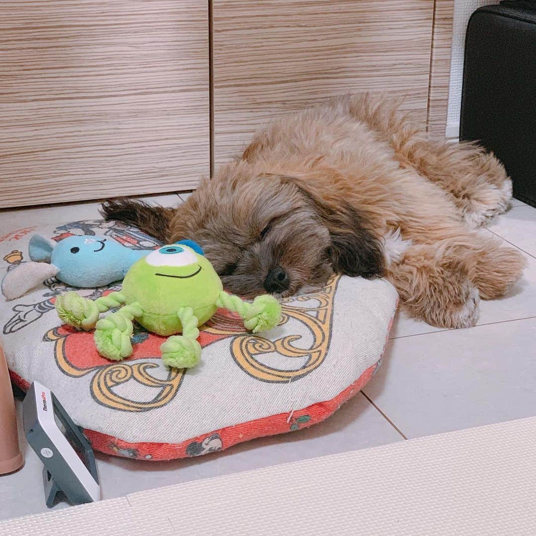 日岡なつみのインスタグラム：「オネンネー🐶💤  すみれ♀MIX犬(シーズー×トイプードル) #しゅみれぐらむ   #犬 #シープー #トイプードル #シーズー #ミックス犬 #いぬすたぐらむ🐶 #dog #dogstagram #instadog」