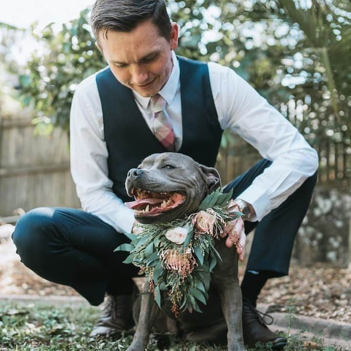 8crapさんのインスタグラム写真 - (8crapInstagram)「When the good boi becomes the best man - Want to get featured like them? Join “The Barked Club” on FACEBOOK and post something now! 👉 barked.com - 📷 @the.adorabulls - #TheBarkedClub #barked #dog #doggo #StaffordshireBullTerrier #Staffy #BlueStaffy」11月19日 17時00分 - barked