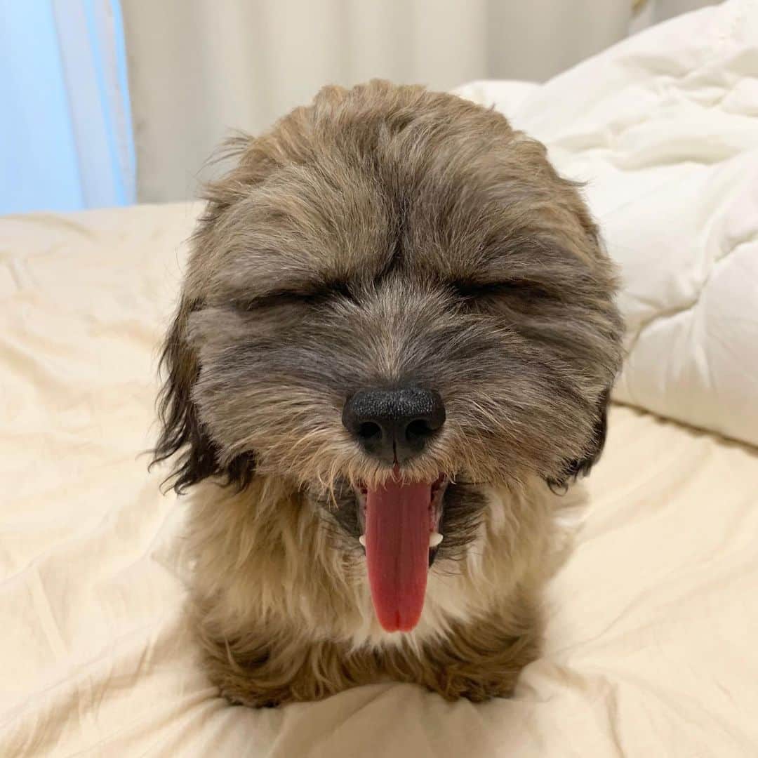 日岡なつみのインスタグラム：「あくび🥱🥱 2枚目「みられた」  すみれ♀MIX犬(シーズー×トイプードル) #しゅみれぐらむ   #犬 #シープー #トイプードル #シーズー #ミックス犬 #いぬすたぐらむ🐶 #dog #dogstagram #instadog」
