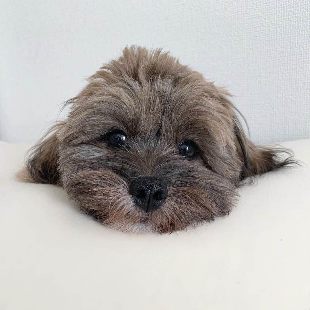 日岡なつみのインスタグラム：「おまんじゅう犬🍡  すみれ♀MIX犬(シーズー×トイプードル) #しゅみれぐらむ   #犬 #シープー #トイプードル #シーズー #ミックス犬 #いぬすたぐらむ🐶 #dog #dogstagram #instadog」