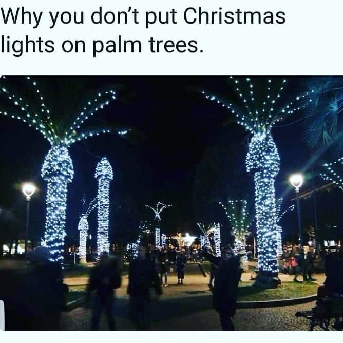クリスティン・ベルさんのインスタグラム写真 - (クリスティン・ベルInstagram)「As we enter the holiday season, a cautionary reminder: this is why we dont put lights on palm trees.」11月19日 8時30分 - kristenanniebell