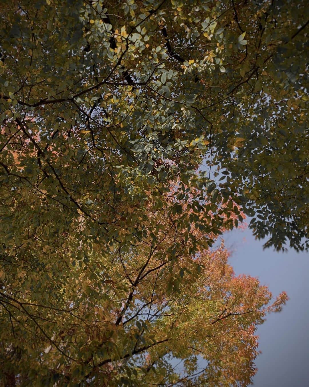 舞雛かのんさんのインスタグラム写真 - (舞雛かのんInstagram)「🍁.  clear skies of autumn.」11月19日 8時42分 - mizho_601