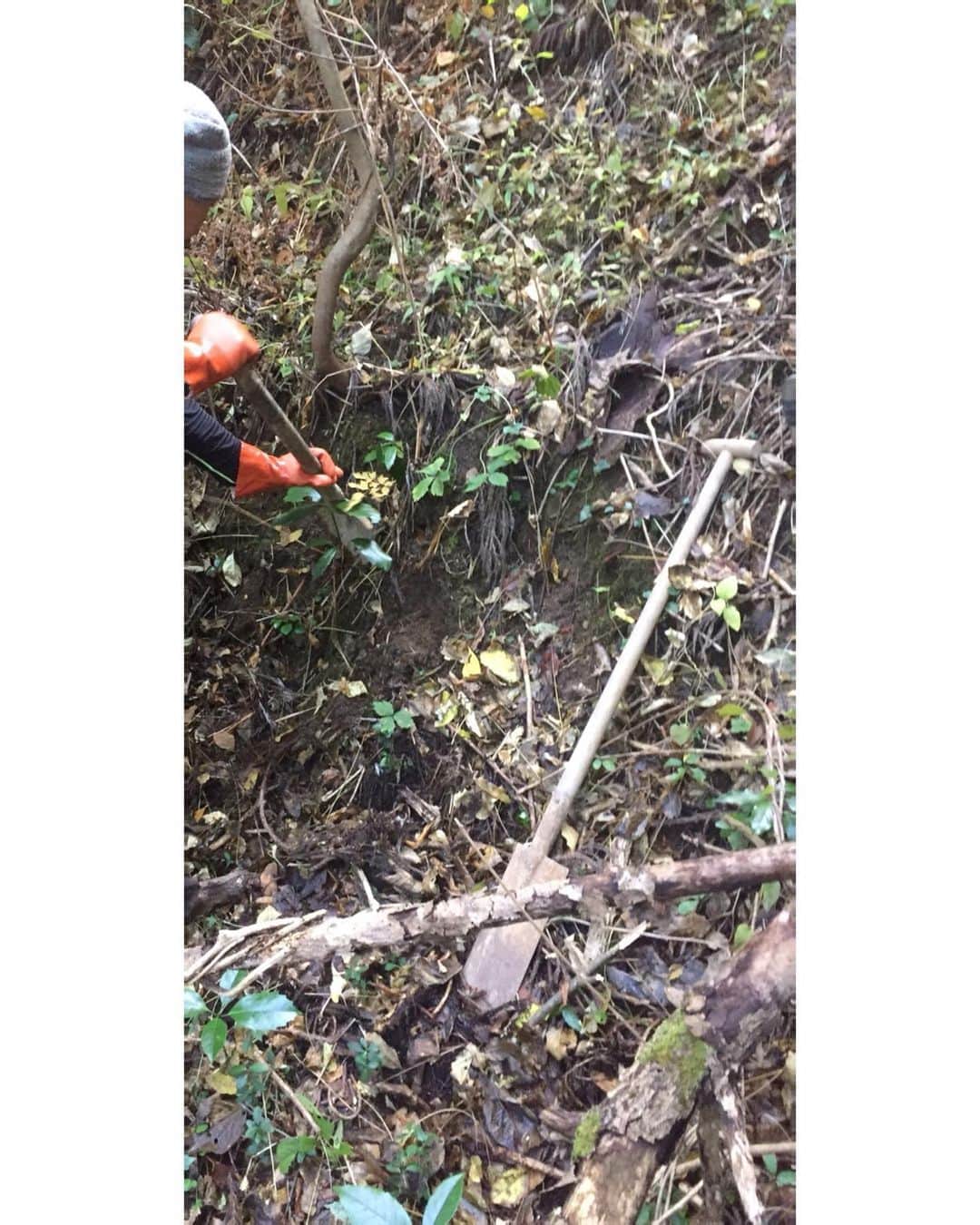 北野貴之さんのインスタグラム写真 - (北野貴之Instagram)「自然薯のツル探しから山に入り、良いツルを見つけて、道具を取りに行って開始。 初めての天然の自然薯掘り。 めっちゃ楽しかった。 ここまで育つのに10年近くか！ 天然モノはやっぱり凄い！  #自然薯#ファンに」11月19日 8時35分 - takashi_kitano