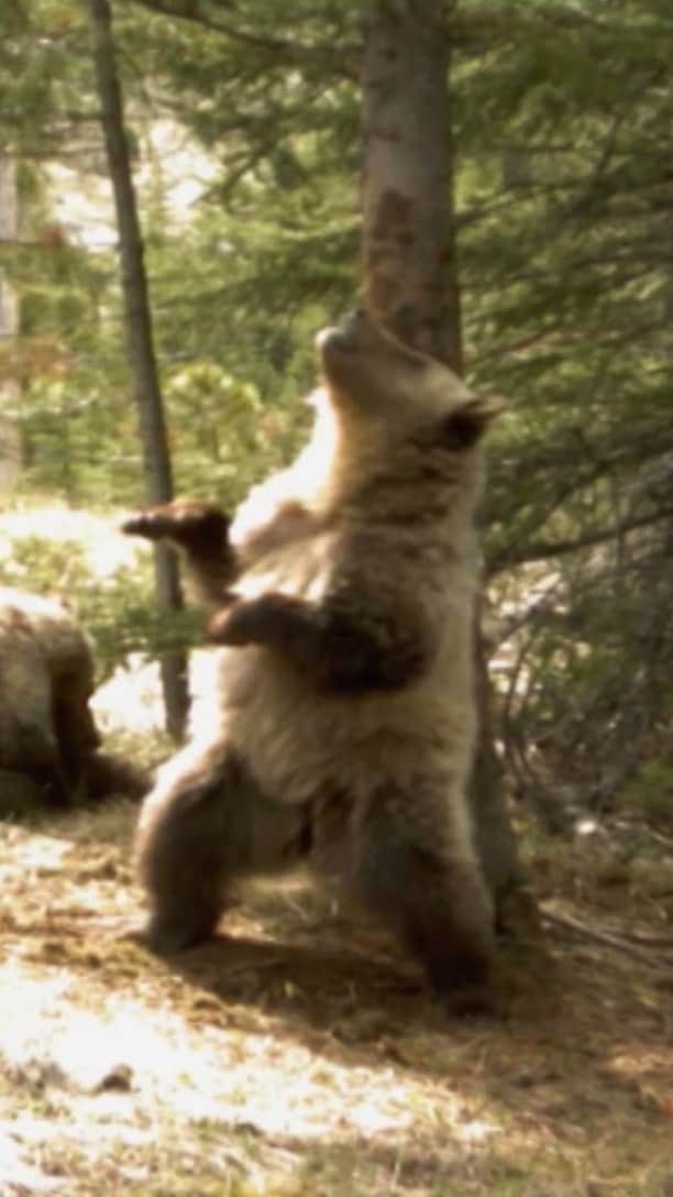 ナショナル ジオグラフィック TV (JP)のインスタグラム：「自然保護官が森に設置した暗視カメラに写っていたのは、家族みんなで木に背中をこすりつけているハイイログマの姿でした。  「野生動物ビックリ映像集 2」より #ナショジオ」