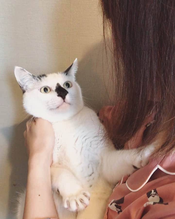 もじゃころのインスタグラム：「👩🏻「はっなっびっしっ…🎵」 🐱「ニャー（仕方ないなぁ）」 👩🏻「イヤ！遅いッ！」 🐱「んニャーー！！（あ？いつまでも昔の歌歌うと思うなよ？歌ってほしけりゃ新曲出せよ？）」  2枚目は忘れられない過去の成功体験…🥺  #鼻菱おにぎり丸 #鼻菱おにぎり丸の歌」