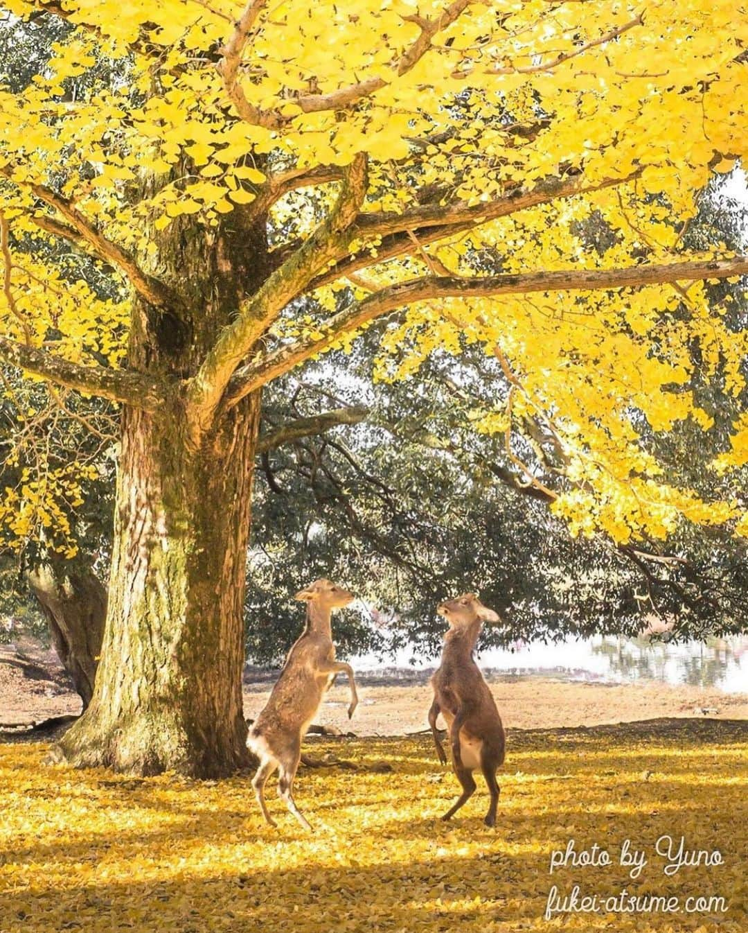 はなまっぷ❁日本の花風景さんのインスタグラム写真 - (はなまっぷ❁日本の花風景Instagram)「🍂🍁はなまっぷの紅葉まつり🍁🍂 *  @yuno0125 さんの 紅葉に花まるを💮 * 色とりどりに染まる美しい日本の秋をありがとうございます😊🍁🍂 * 奈良　#奈良公園 Nara Park, Nara Pref. * 見頃を過ぎている場所もご紹介しています。 お出かけの際はHP等で最新の情報をご確認くださいね🙏🍁 * 🍁•••🍂•••🍁•••🍂•••🍁•••🍂 * 🍂🍁はなまっぷの紅葉まつり🍁🍂 〜紅葉の季節が終わる頃まで #はなまっぷ  のタグの中から、紅葉のお写真をご紹介させていただきます。期間中はランダムに、複数枚投稿でもご紹介させていただく場合がございます。 * #秋#紅葉#風景#はなまっぷ」11月19日 9時09分 - hanamap