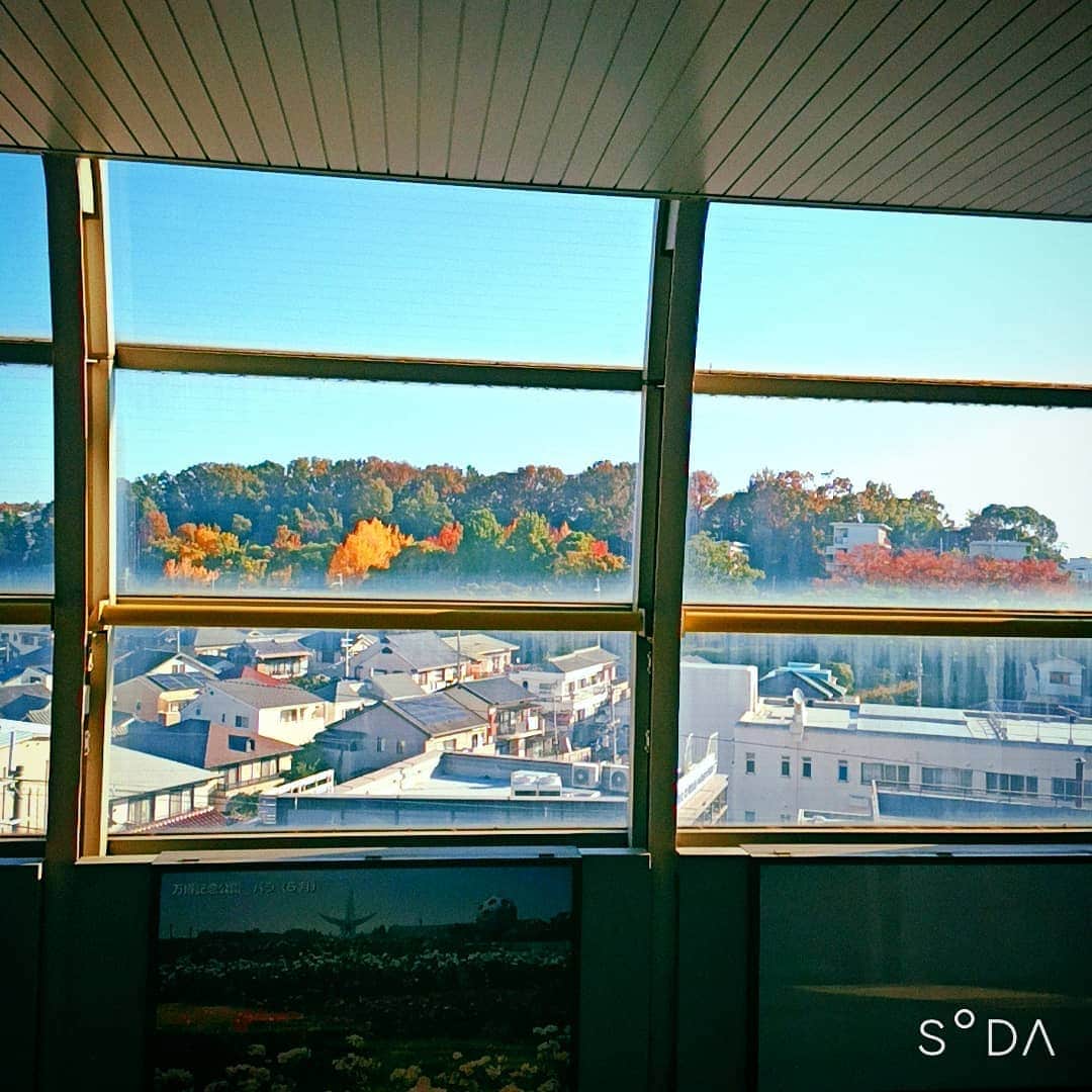 のインスタグラム：「。 今年の紅葉はこれが 見納めなのか…(~0~)  ゆっくり紅葉観たいな… ほんと道のり長く、そして… 道が途切れるかもしれない 道に向かって(中止？)、、 歩いている。  ～人生遊歩道～」