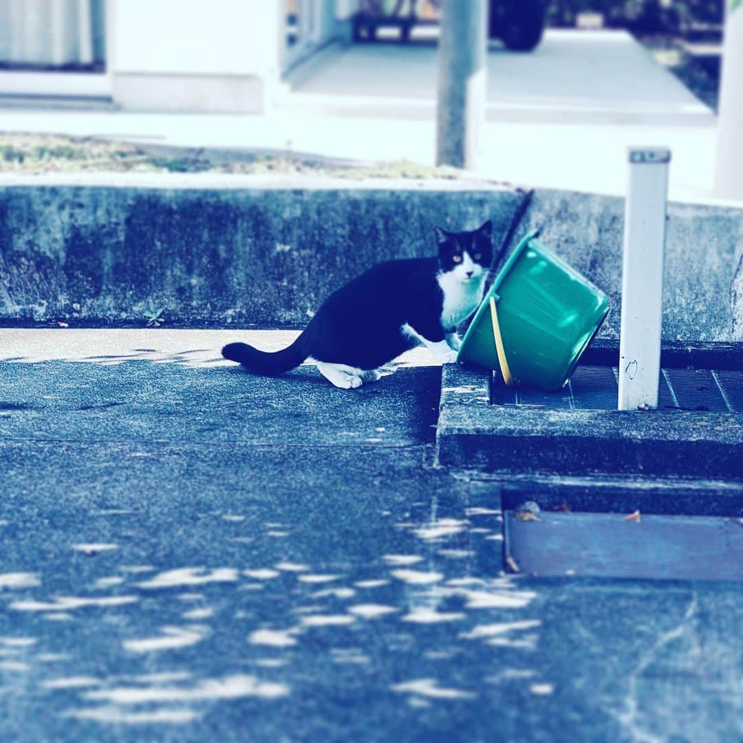 中野敬久さんのインスタグラム写真 - (中野敬久Instagram)「#cat #drinking #blackandwhite #hope #neighborhood」11月19日 9時09分 - hirohisanakano