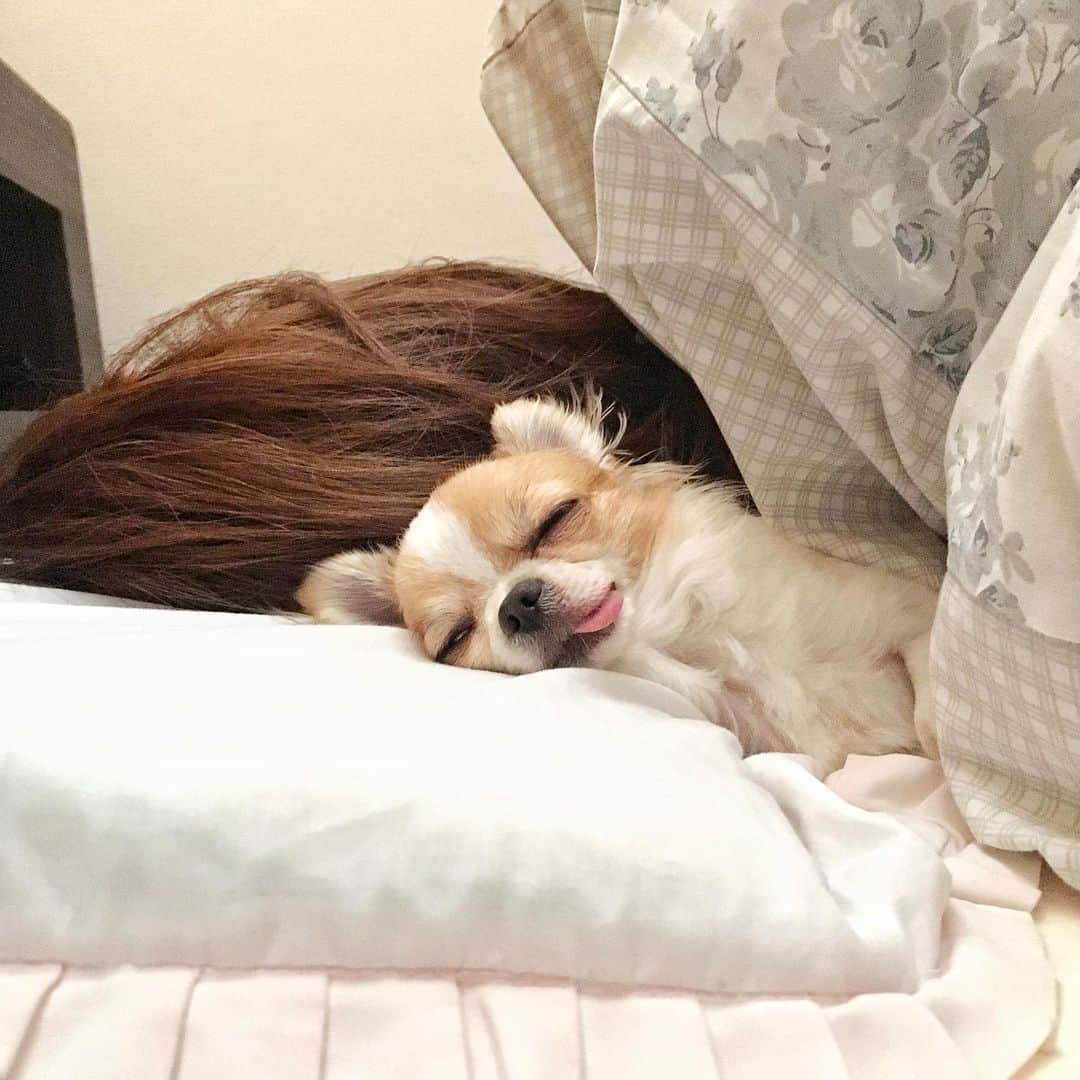 のインスタグラム：「Mommy’s bed is mine🐶💕💤👩🏻💦 ・ 今日もベッドの真ん中はちまさんが使っています🤣💓 私は端から落ちない様に気を付けつつ、寝返りでちまを潰さない様に気を付けながら寝ています🤣🤣🤣 ・ ・ #ちま #チワワ #chihuahua #ชิวาวา #PECOいぬ部 #WeeklyFluff #dogs #dogsofbark #chihuahuaaddict #sleepydog #sleepingdog」
