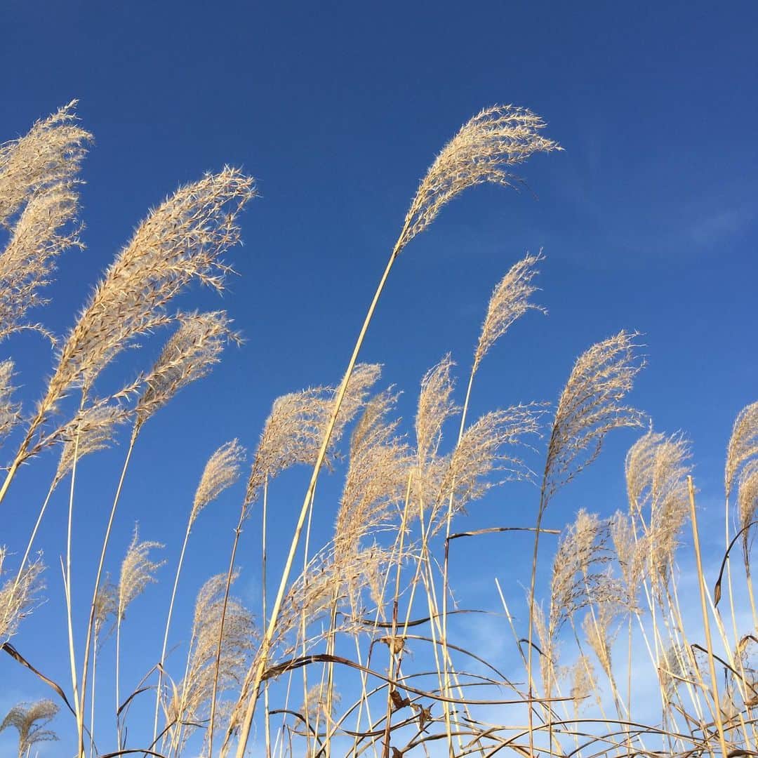 知念芽衣さんのインスタグラム写真 - (知念芽衣Instagram)「自然の美しさに癒されました✨ #箱根 #仙石原すすき草原」11月19日 9時23分 - meichinen