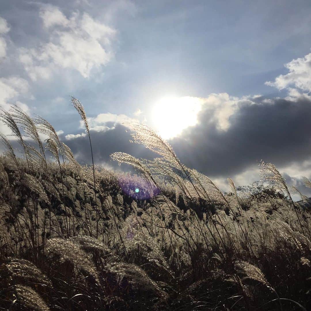 知念芽衣さんのインスタグラム写真 - (知念芽衣Instagram)「自然の美しさに癒されました✨ #箱根 #仙石原すすき草原」11月19日 9時23分 - meichinen