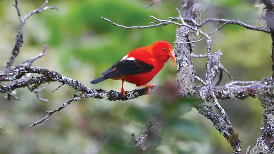ハワイアン航空さんのインスタグラム写真 - (ハワイアン航空Instagram)「In continuation of our #GivingTuesday spotlight series, we'd love to highlight @mauiforestbirds, an organization committed to developing and implementing techniques that recover Maui's endangered birds and restore their habitats. Click the link in our bio to read more about their story. 💜🐦 ⠀ ⠀ ---------------------------------------------------⠀ ⠀ Join us on Dec. 1, 2020 through the act of giving, as we'll be doubling the aloha this #GivingTuesday and matching members' HawaiianMiles donations, up to 100,000 miles, to each of our 14 local nonprofit partners.」11月19日 9時30分 - hawaiianairlines