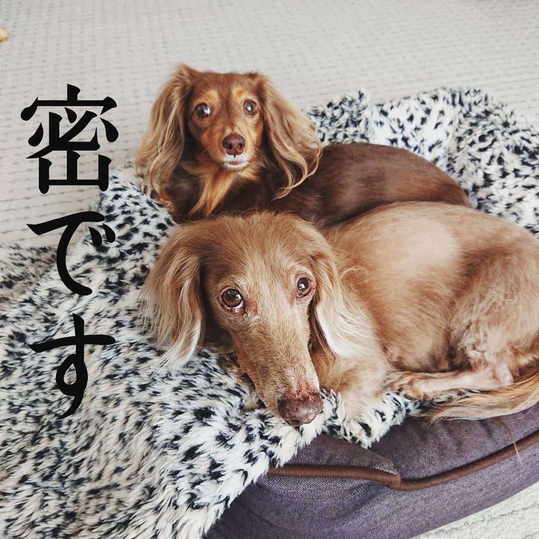 くるみんのインスタグラム：「* あずきちゃん、昨日はついにお姉ちゃんとプロレスしたそうにしてプレイバウの格好していた😆 さすがにまだダメーって止めましたけど😅  それにしても、うちの姉妹はいつも一緒に寝てる💓 * #ミニチュアダックスフンド #ミニチュアダックス #ミニチュアダックスフント #イザベラタン #イザベラ #カニンヘンダックスフント #カニンヘン #カニンヘンダックス #カニンヘンダックスフンドの日常 #カニンヘンの会 #カニンヘンダックスフンド #チョコタンダックスフント #チョコタンダックスフンド #チョコタンダックス #チョコタン #ダックスlove #ダックス多頭飼い #ダックスフント #ダックスフンドカニンヘン #ダックス部 #ダックス大好き #ダックスフンド #ダックス #いぬばか部 #いぬすたぐらむ #短足部 #all_dog_japan #east_dog_japan #dachshundgram #dachshund」