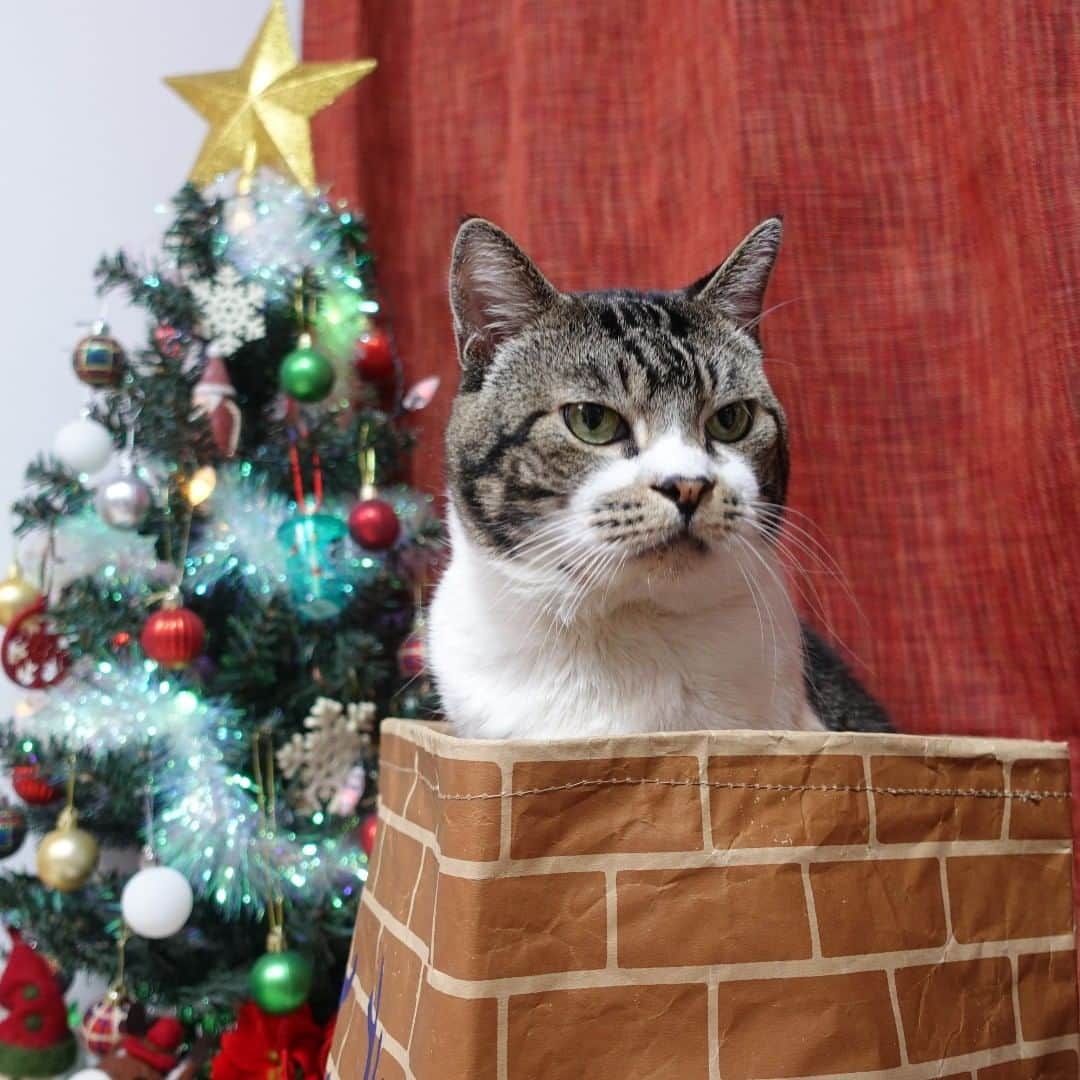 ネコのリキさんのインスタグラム写真 - (ネコのリキInstagram)「クリスマスの準備はばっちりニャ！ 後はプレゼントをもらうだけ・・・ サンタさんに手紙書かニャイと。  #クリスマスツリー #Christmas #リキちゃん #猫写真 #キジトラ #キジ猫 #キジ白 #猫のリキちゃん #リキちゃんねる #猫 #ねこ #ねこ部 #にゃんすたぐらむ #にゃんこ #にゃんだふるライフ #ふわもこ部 #ネコ #ねこのいる生活 #YouTubeで毎日動画配信中 #リキちゃんねるで検索してね #catstagram #instacat #catoftheday #ilovemycat #ねこのきもち #ペコねこ部 #エウレカねこ部 #peppyフォト部」11月19日 9時32分 - rikichan_mickey