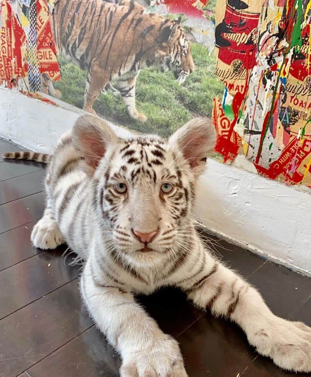 Black Jaguar-White Tiger さんのインスタグラム写真 - (Black Jaguar-White Tiger Instagram)「Italia & @mrbrainwash」11月19日 9時40分 - blackjaguarwhitetiger
