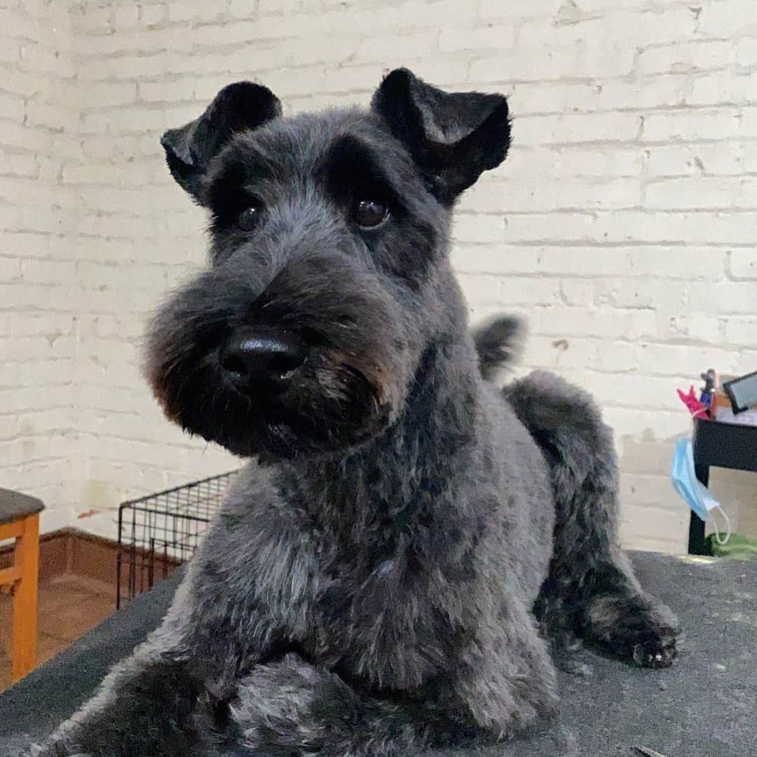 Dogs by Ginaのインスタグラム：「Pinot belongs to my parents and he always gets pushed aside on my books. I have lots of clients of whom I am thankful for their flexibility. 🙌🏼」