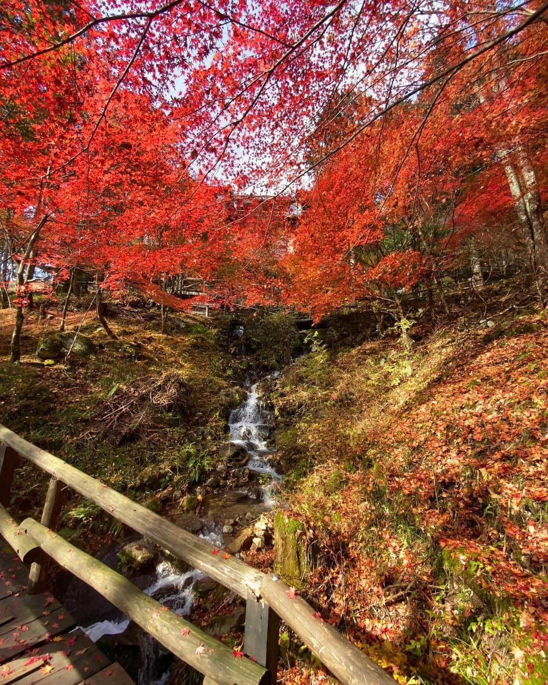 川村茉由さんのインスタグラム写真 - (川村茉由Instagram)「Kelly @kelly_nagoya の撮影で 岐阜の中津川へ🍁 この季節は特に最高🧡 魅力あふれる街でした✨ いろいろ巡ってきたのですが、 まずは紅葉の名所、付知峡へ。 公園内の遊歩道を周ると… 紅葉が本当にキレイ☺️！！！ ちょうど見頃なベストシーズン🥰 うっとりでした🥺  コロナ対策もしっかりして 取材しました😌 ※撮影のときだけマスクを 外しています。  付知峡のあとは……つづく😘  #中津川 #岐阜 #グルメ #岐阜ドライブ #中津川ドライブ #岐阜おでかけ #中津川おでかけ #岐阜グルメ #中津川グルメ #nakatsutrip #PR #旅行好きな人と繋がりたい #付知峡 #夕森公園 #夕森渓谷 #日刊ケリー」11月19日 9時47分 - mayupi_k