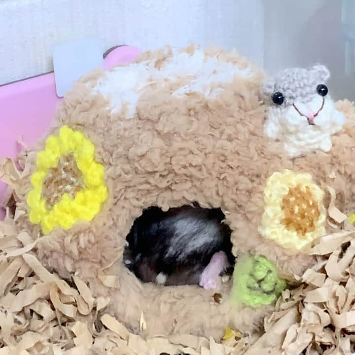 hamster_mocoのインスタグラム