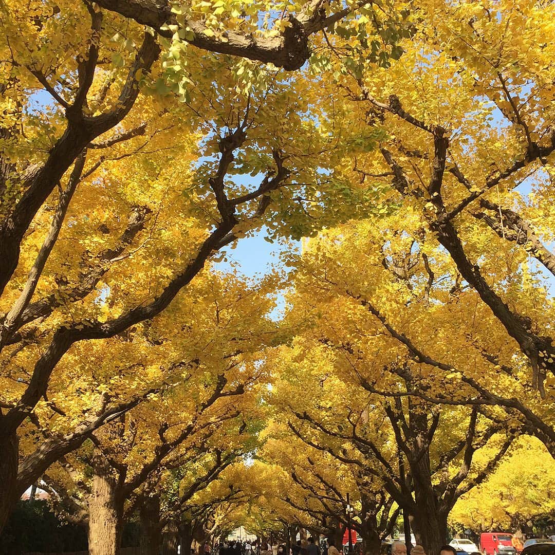 KIHACHI公式Instagramさんのインスタグラム写真 - (KIHACHI公式InstagramInstagram)「. ＼黄金色に輝くいちょう並木のテラスで日本ワイン／﻿ 都内屈指の黄葉スポット＜神宮外苑いちょう並木＞が目の前のキハチ 青山本店。 ﻿ 現在キハチでは、季節の料理とともに日本ワインの魅力を存分に堪能できるスペシャルプランが登場しています。﻿ 外苑いちょう並木を望むオープンテラスで、黄金色に輝く 146 本のいちょう並木を眺めながら、 ワインを傾けるとっておきのひとときをお楽しみください。﻿ ﻿ ◾️写真1～3 枚目﻿ 昨日（11月18日AM）のいちょう並木の様子です。 ﻿ 【青山本店】﻿ 外苑いちょう並木のテラスで楽しむ 日本ワインプラン﻿ ﻿ ■期間 　展開中～11月30日﻿ ﻿ ■定員　2名様より　ご予約のみ﻿ ﻿ ■提供時間　ディナータイム﻿ ﻿ ■予約　オンラインまたはお電話にて承ります。﻿ 電話　03-5785-3641（青山本店）﻿ ﻿ 【MENU】﻿ ■日本ワインプランA﻿ 料金　5,500円﻿ 《カジュアルにお食事をお楽しみいただくシェアプラン》﻿ ＜前菜4品+魚料理＋肉料理+パスタ＞﻿ ＜乾杯スパークリングワイン＞ ﻿ シェアスタイル﻿ ・天使の海老とイカのフリット　イカ墨ソース﻿ ・イタリア産生ハムとピクルス盛り合わせ﻿ ・本日の魚介のカルパッチョ　シェフのおすすめスタイルで﻿ ・柔らかく蒸した伊達鶏と大根のサラダ仕立て　柚子明太子風味﻿ ・真鯛と茸の木の実バター焼き　ソースヴェルデ﻿ ・豚肩ロース肉の柔らか豆鼓蒸し　チャイニーズ風﻿ ・サーモンと焼き葱、紫蘇の実のペペロンチーノスパゲッティ﻿ ※乾杯に日本ワインのスパークリングが含まれます。﻿ ﻿ ■日本ワインプランB﻿ 料金　7,700円﻿ 《日本ワイン5種類と楽しむシェアプラン》﻿ ＜プランAのお料理＞﻿ ＜乾杯スパークリングワイン含む日本ワイン5種類＞ ﻿ シェアスタイル﻿ ※日本ワイン5種(各1杯ずつ90ml)が含まれます。﻿ スパークリング1種類﻿ 白2種類﻿ 赤2種類﻿ ﻿ ■日本ワインプランC﻿ 料金　6,800円﻿ 《ゆっくりとお食事をお楽しみ頂くコーススタイルプラン》﻿ ＜前菜+オマール海老＋魚料理＋肉料理+デザート+パン+コーヒー＞﻿ ＜乾杯スパークリングワイン＞ ﻿ コーススタイル﻿ ・本日の魚介のカルパッチョ　シェフのおすすめスタイルで﻿ ・香ばしく焼きあげたオマール海老の銀杏ソース﻿ ・真鯛と茸の木の実バター焼き　ソースヴェルデ﻿ ・豚肩ロース肉の柔らか豆鼓蒸し　チャイニーズ風﻿ （+2,200円で国産牛ロース肉の網焼き　紫蘇の実アンチョビソースにグレードアップできます。）﻿ ・みかんをのせた杏仁のブランマンジェ　金木犀の香り﻿ パン、コーヒーまたは紅茶付き﻿ ※乾杯に日本ワインのスパークリングが含まれます。﻿ ﻿ ■日本ワインプランD﻿ 料金　8,800円﻿ 《日本ワイン5種類とお食事を楽しむコーススタイルプラン》﻿ ＜プランCのお料理＞﻿ ＜乾杯スパークリングワイン含む日本ワイン5種類＞﻿ コーススタイル﻿ ※日本ワイン5種(各1杯ずつ90ml)が含まれます。﻿ スパークリング1種類﻿ 白2種類﻿ 赤2種類﻿ 　　　　　　　　　　　　　　　﻿ KIHACHIでは、 お客様の健康と安全を考慮し、また働くスタッフが安心して働けるよう、新型コロナウィルス感染拡大防止取り組みを実施しております。﻿ ﻿ ※詳細はプロフィールのリンク( @kihachi_official )からキハチブランドサイトをご覧ください.。﻿ ﻿ #KIHACHI﻿ #restaurant﻿ #chefsoninstagram #foodphotography #terrace #tasty #instagourmet #chef #gastronomia #instagourmet ﻿ #キハチ #キハチ青山本店 #レストラン﻿ #青山 #神宮外苑 #外苑いちょう並木通り﻿ #オープンテラス #テラス﻿ #テラス席のあるレストラン﻿ #日本ワイン﻿ #日本ワインを楽しむ﻿ #テラスで日本ワイン﻿ #黄葉」11月19日 9時51分 - kihachi_official